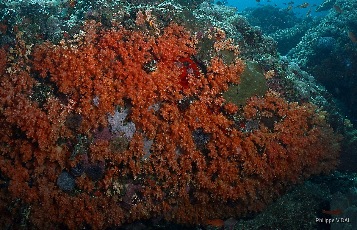 Bali 2016 - Corail - IMG_6018_rc.jpg